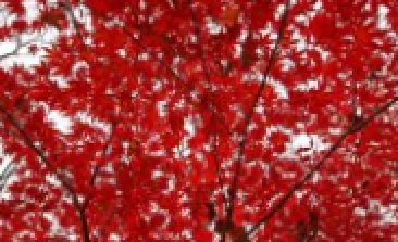 風(fēng)吹，楓動(dòng)，心飛